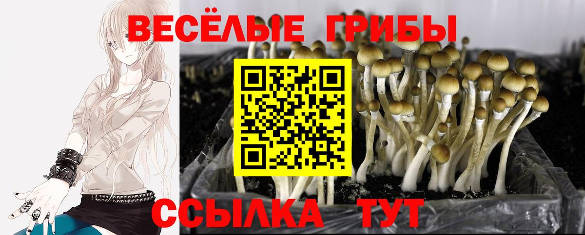 Галлюциногенные грибы Psilocybe Елизово